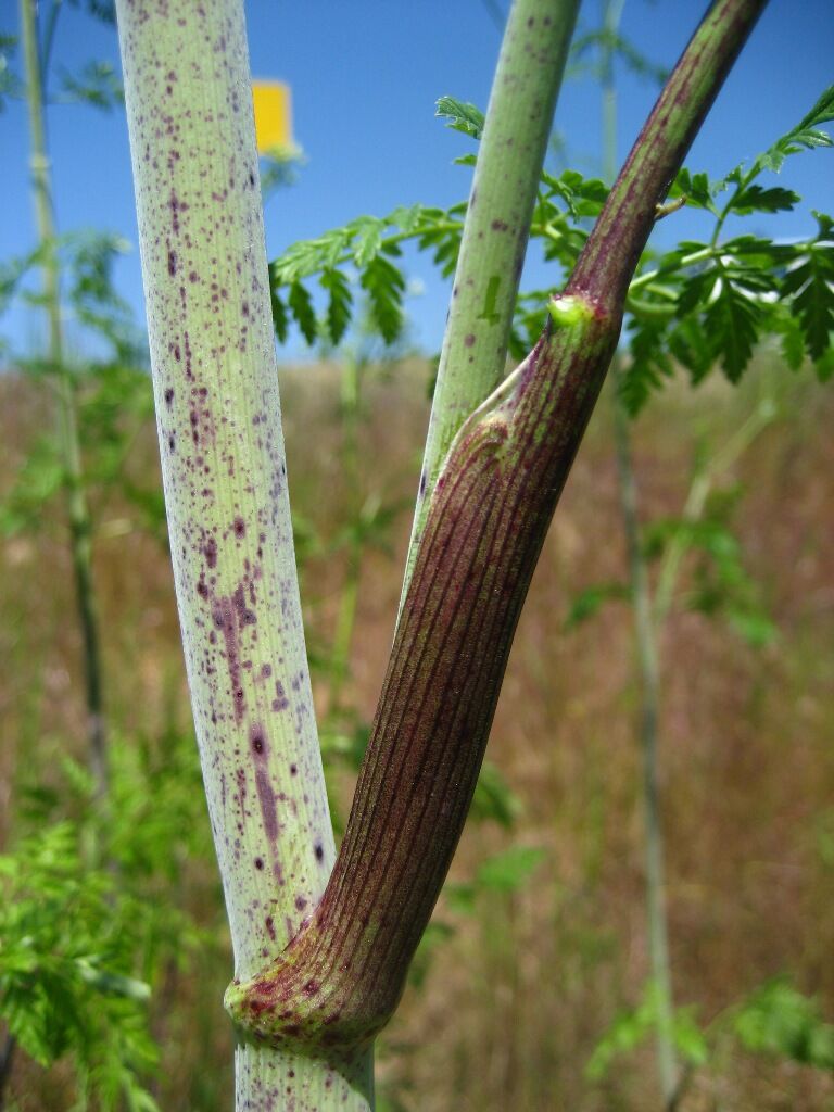 Weed of the month Poison hemlock.jpg